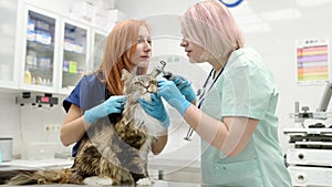 Two professional veterinarians checking ears of Maine Coon cat with otoscope in veterinary clinic. Health of pet. Care animal.