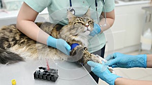 Two professional vets taking a blood for test of cat of the breed Maine Coon in veterinary clinic