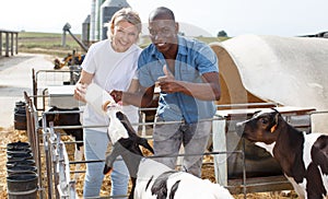 Two proffesional farmers is feeding newborn calf from bottle at cow farm