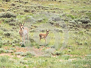 Two pronghorns, Antilocapra americana, doe and fawn