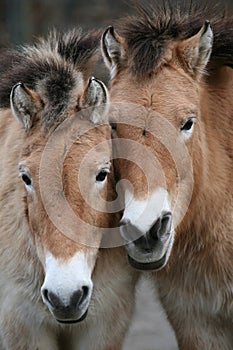 Two Przewalski's horses