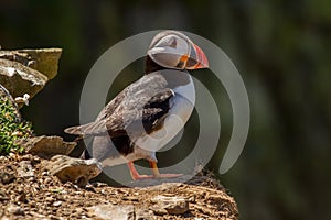 Two puffin sat on a rock