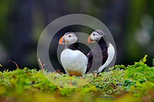 Two Puffins