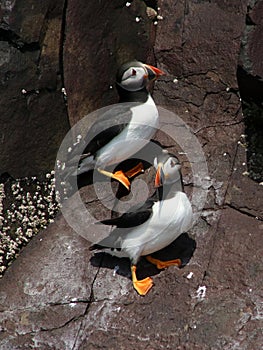 Two puffins on cliff on Farne Islands