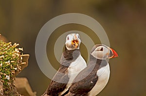 Two puffins on cliff fratercula arctica