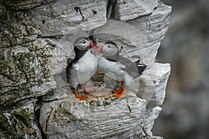 Two puffins on a cliff ledge