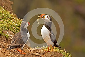 Two puffins on cliff2 fratercula arctica