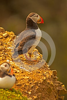 Two puffins on cliff3 fratercula arctica