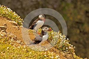 Two puffins on cliff6 fratercula arctica