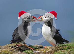 Two puffins