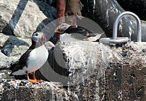 Two puffins on Farne Islands, Northumberland