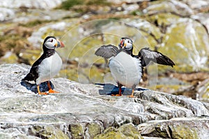 Two puffins