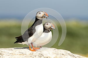 Two puffins with fish in their beaks on a rock