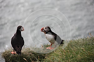 Two puffins on a grassy cliff, eating