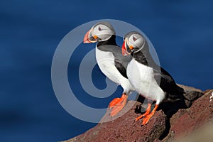 Two puffins on a iceland cliff