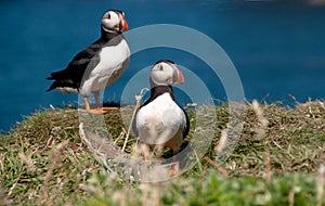 Two Puffins on the Island of Lunga.Inner Hebrides, Scotland, U.K