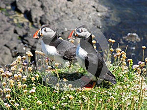 Two puffins pose for the camera
