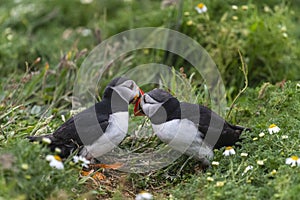Two puffins rubbing their beaks together