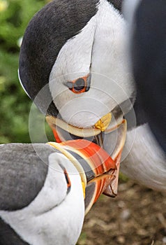 Two puffins rubbing their beaks together