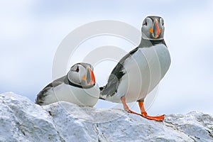 Two puffins sat on a wall