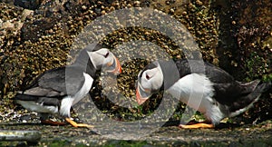 Two puffins on shore on Farne Islands