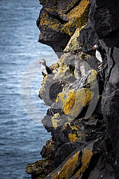 Two puffins at the side of a cliff at the sea