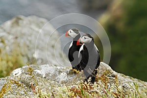 Two puffins sitting on cliff, bird in nesting colony, arctic black and white cute bird with colouful beak, bird on rock