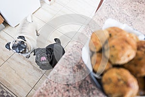 Two pug dogs in the kitchen observe a bowl of meatballs