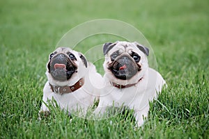 Two pug dogs lying on green grass background