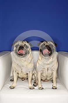 Two Pug dogs sitting in chair.