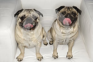 Two Pug dogs sitting in chair.