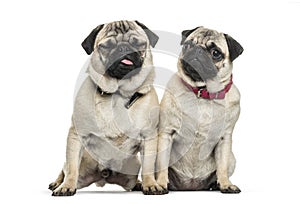 Two Pug dogs sitting together against white background