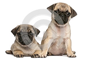 Two Pug puppies, 8 weeks old, in front of white