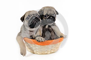 Two pug puppies in basket.