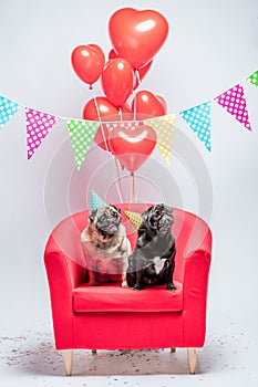 Two pugs dogs with birthday decorations.