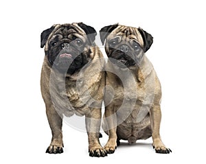 Two pugs