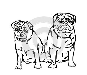 Two pugs isolated on a white