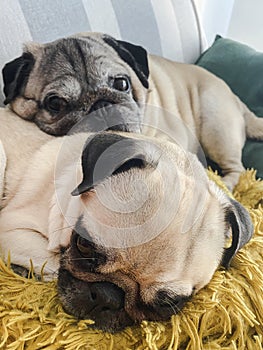 Two pugs laying down and relaxing on the sofa