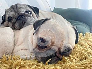 Two pugs laying down and relaxing on the sofa