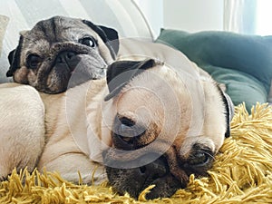 Two pugs laying down and relaxing on the sofa