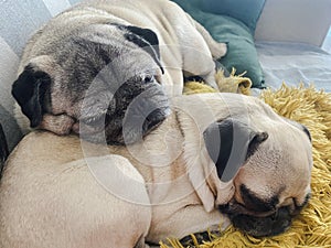Two pugs laying down and relaxing on the sofa