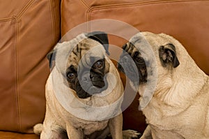 Two Pugs on Leather Couch
