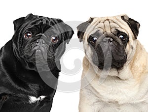 Two pugs. Portrait on white background