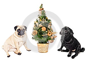 Two pugs sitting by a Christmas tree