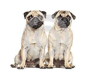 Two Pugs sitting together, dog, isolated