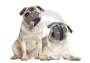 Two pugs sticking the tongue out, isolated