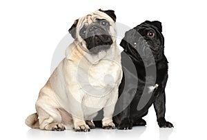 Two pugs on a white background