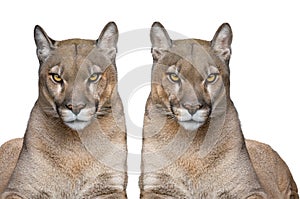 two puma portrait isolated on white background