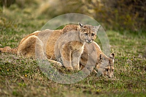 Two pumas drink from pond in scrubland