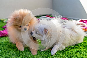 Two Pumeranian dogs playing at home photo